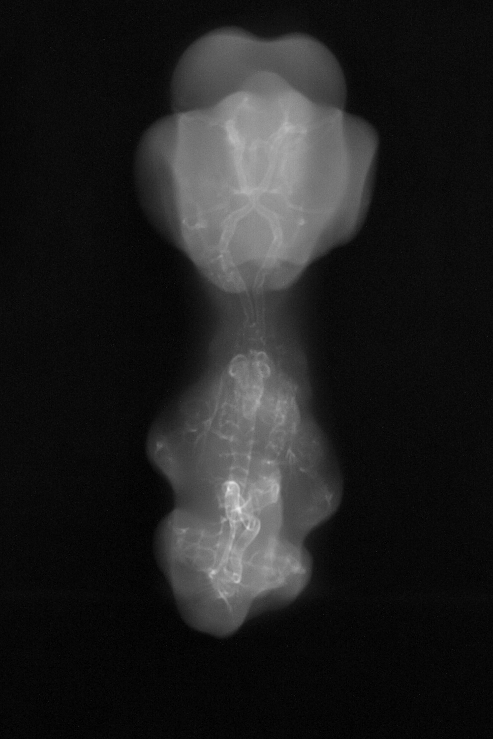 stage 29 chick embryo x-ray